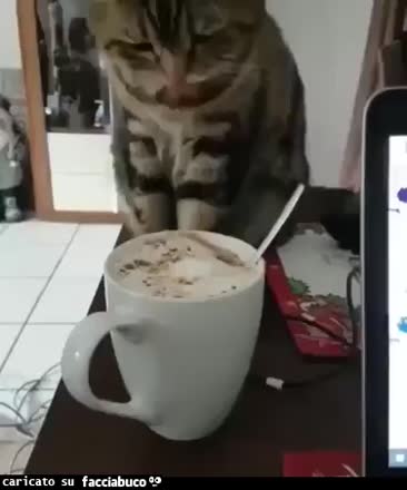 Gif Animata