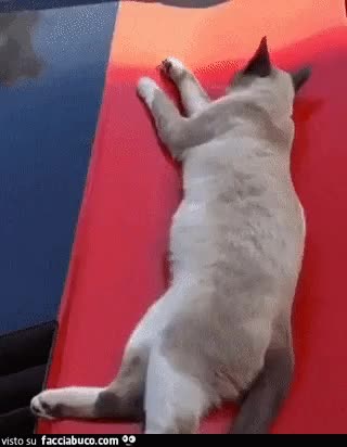 Gif Animata
