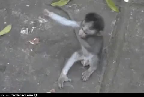 gif animata