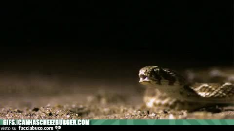 gif animata