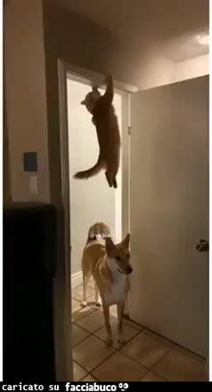gif animata