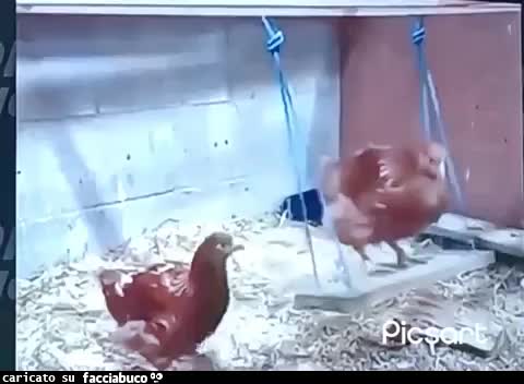 Gif Animata