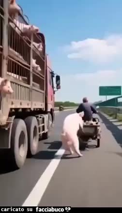 gif animata