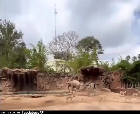 Gif Animata