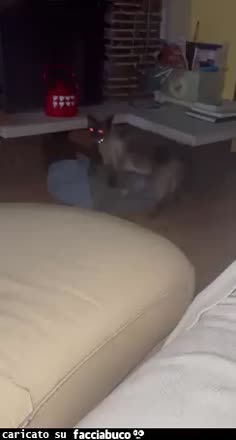 gif animata