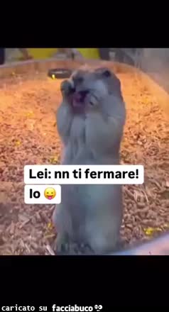 gif animata