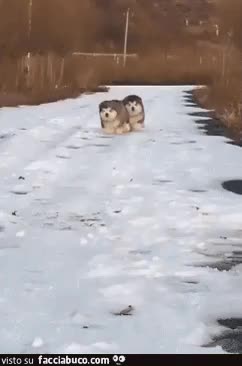 Gif Animata