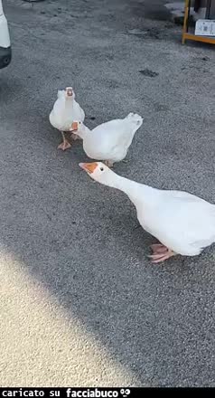 gif animata
