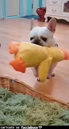 gif animata