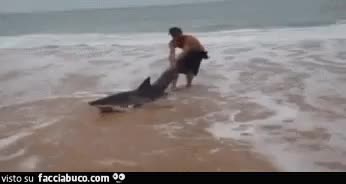 gif animata