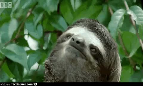 gif animata