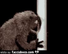 gif animata