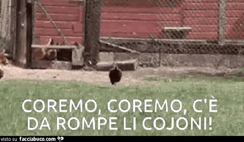 I soliti idioti