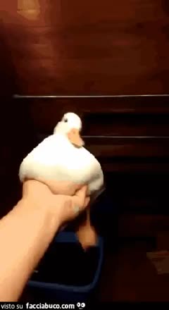 gif animata
