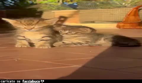 gif animata