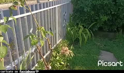 Gif Animata