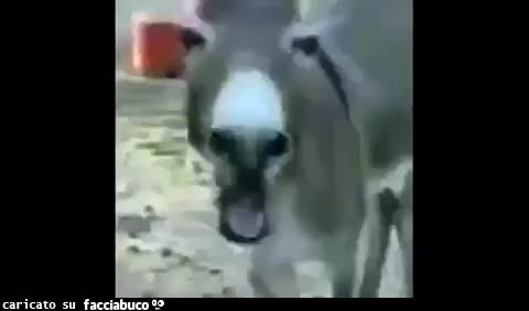 gif animata