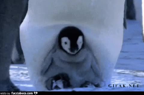 gif animata