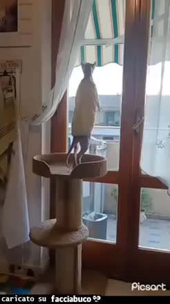 Gif Animata