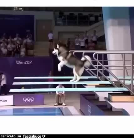 Gif Animata