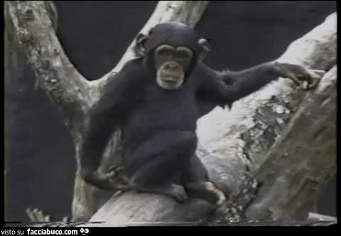 gif animata