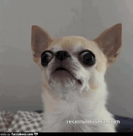gif animata