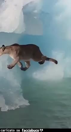 Gif Animata