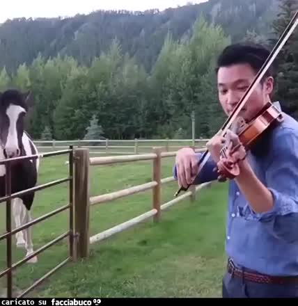 Gif Animata