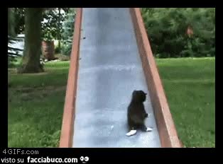 Gif Animata