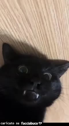 Gif Animata