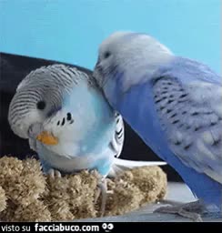 Gif Animata