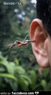 gif animata
