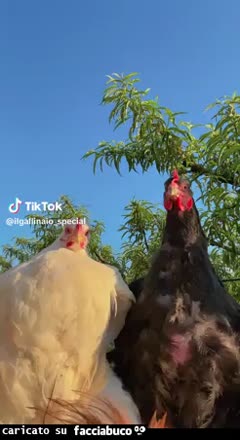 gif animata