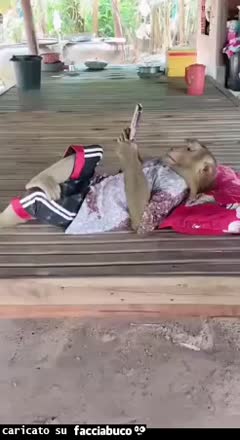 gif animata