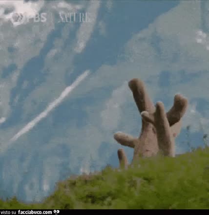 gif animata
