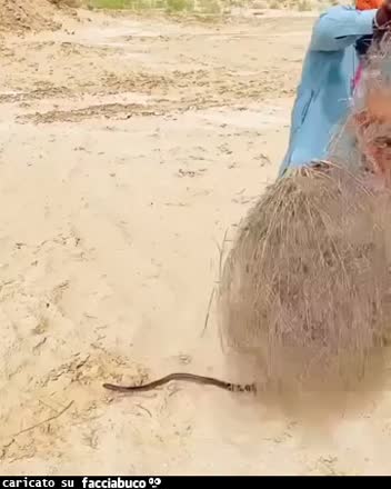 Gif Animata