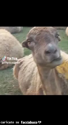 gif animata