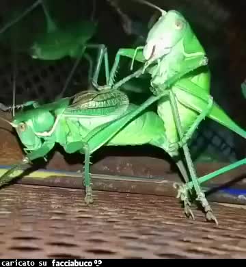 Gif Animata