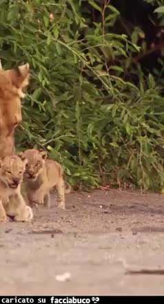 Gif Animata