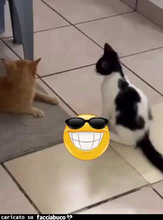 Gif Animata