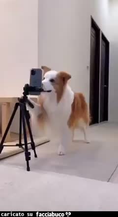 Gif Animata