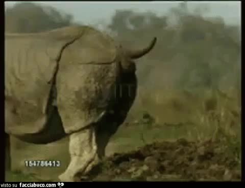 gif animata