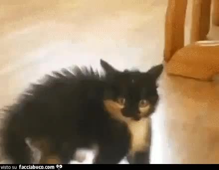 gif animata