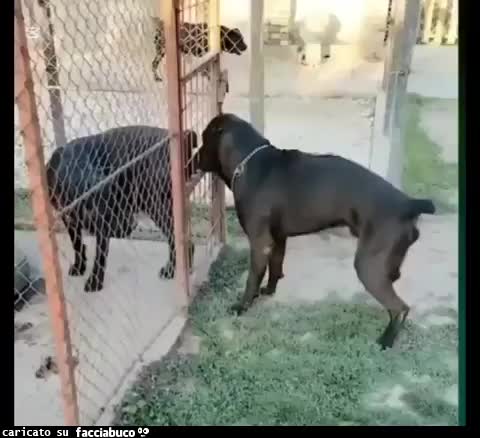 gif animata