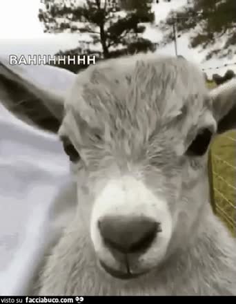 gif animata