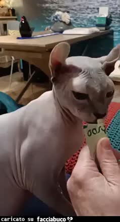 Gif Animata