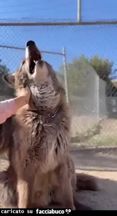 gif animata