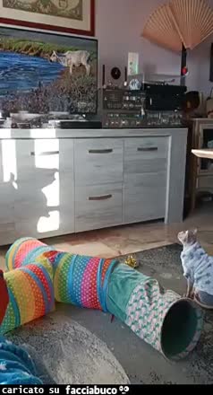 Gif Animata