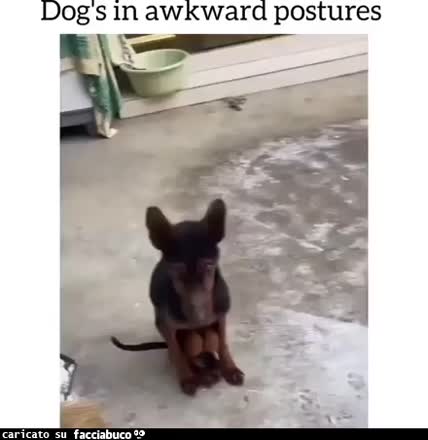 Gif Animata