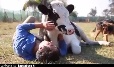 gif animata